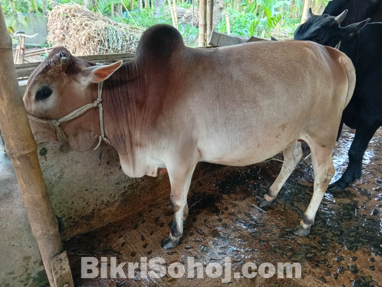 সুন্দর কোরবানির গরু বিক্রি হবে
